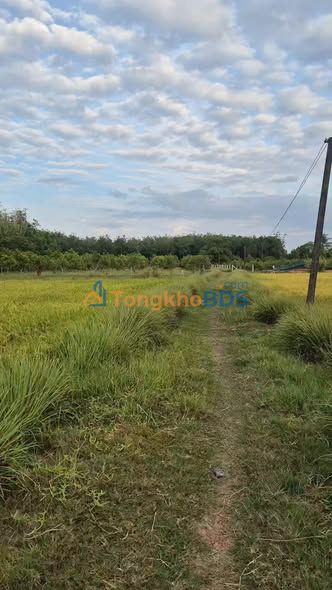 Đất nền Hương Lộ 4 Tây Ninh 1970m² 500tr - Sổ đỏ chính chủ