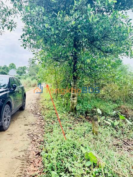 Đất Trồng Cây Lâu Năm 1000m² Hương Trà, Huế - Sổ Hồng Sẵn Sàng