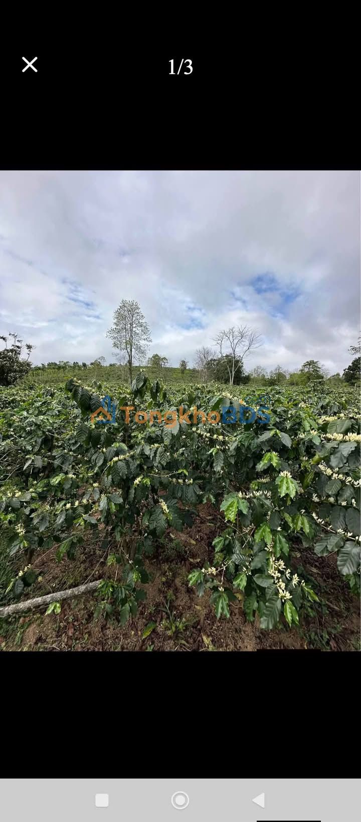 Farm Hướng Phùng, Hướng Hóa 3ha giá 1,5 tỷ - Sổ đỏ chính chủ