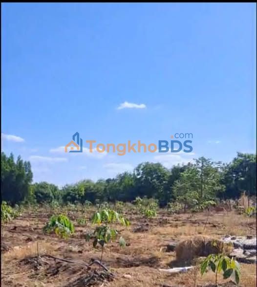 Farm An Khương Hớn Quản 1.656m² 599 triệu - Sổ đỏ chính chủ