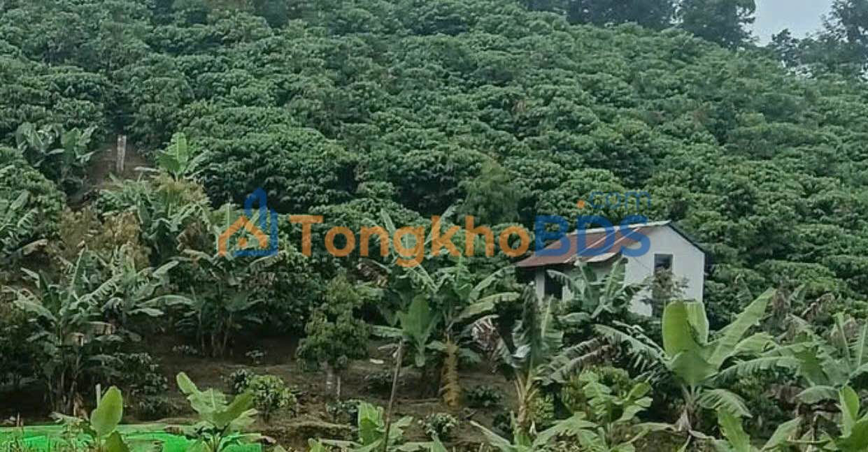 Đất nền Lộc Nam Bảo Lâm 2520m² - Đường to ô tô