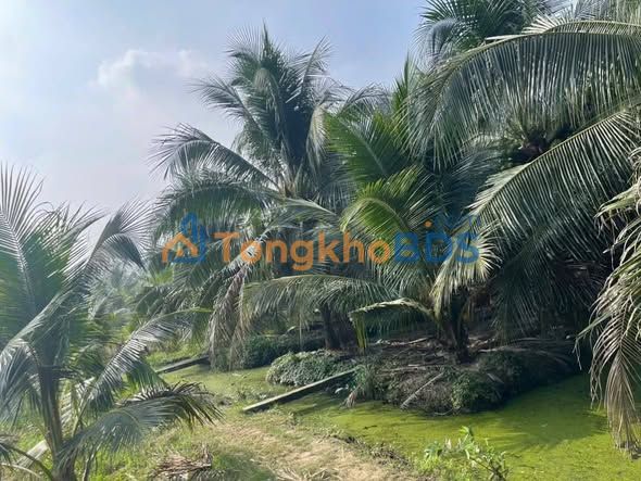 Đất vườn Châu Hưng Bình Đại 2.000m²/1.1 tỷ - Sinh thái xanh