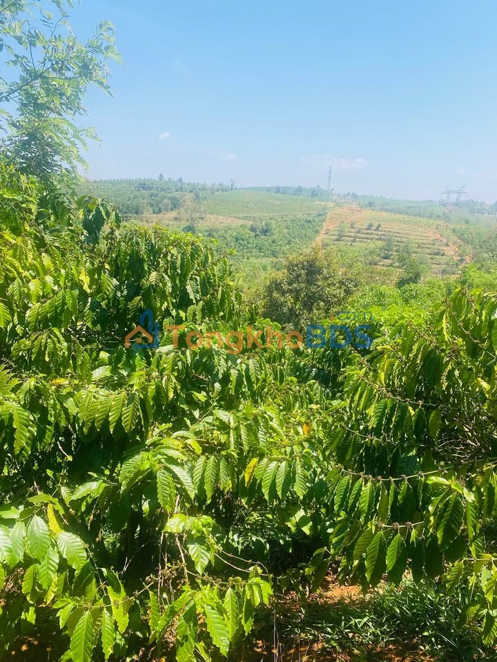 Đất nền Đắk Ha Krông Nô 1.5ha 2.8 tỷ - Sổ đỏ chính chủ