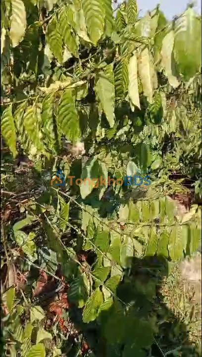 Đất Krông Nô Nguyễn Tri Phương 1ha 2.45 tỷ - Đường ô tô