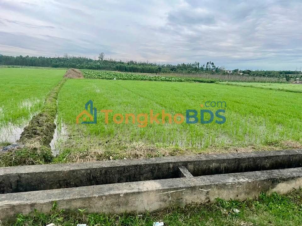 Farm Mạo Khê Đông Triều 2.160m² 360 triệu - Sổ đỏ chính chủ