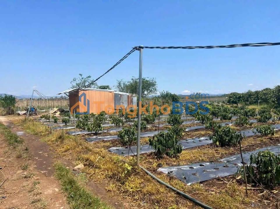 Đất cà phê Tân Hội Đức Trọng 1.935 tỷ - Pháp lý rõ ràng