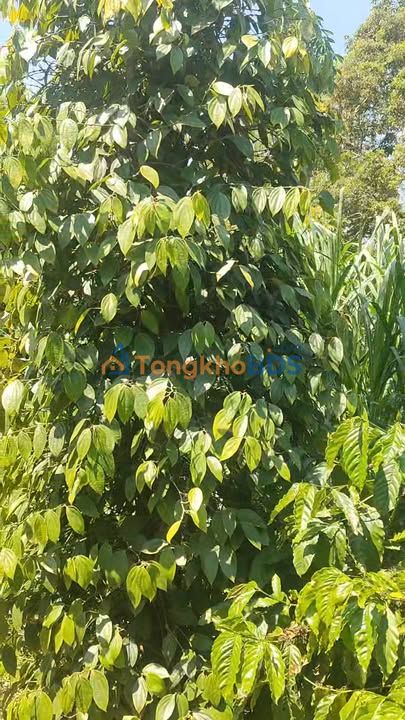 Farm Đức Minh Cư Jút 10.000m² giá 3.5 tỷ - Sổ đỏ chính chủ, xây dựng tự do