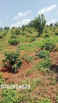 Bán gấp Farm 4.3ha Tỉnh Lộ 500m, Đắk R'tíh, Tuy Đức - 1.45 Tỷ/Ha