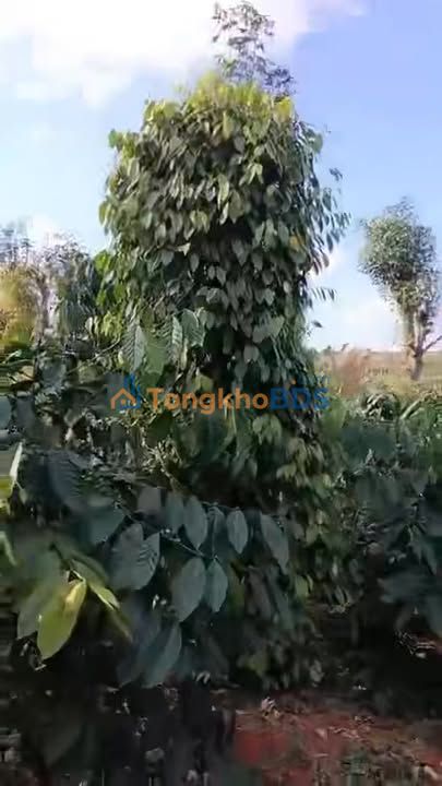 Bán Đất Vườn 1.2ha Đắk Nông - Thu Nhập Ổn Định, Giá Đầu Tư 3.5 Tỷ