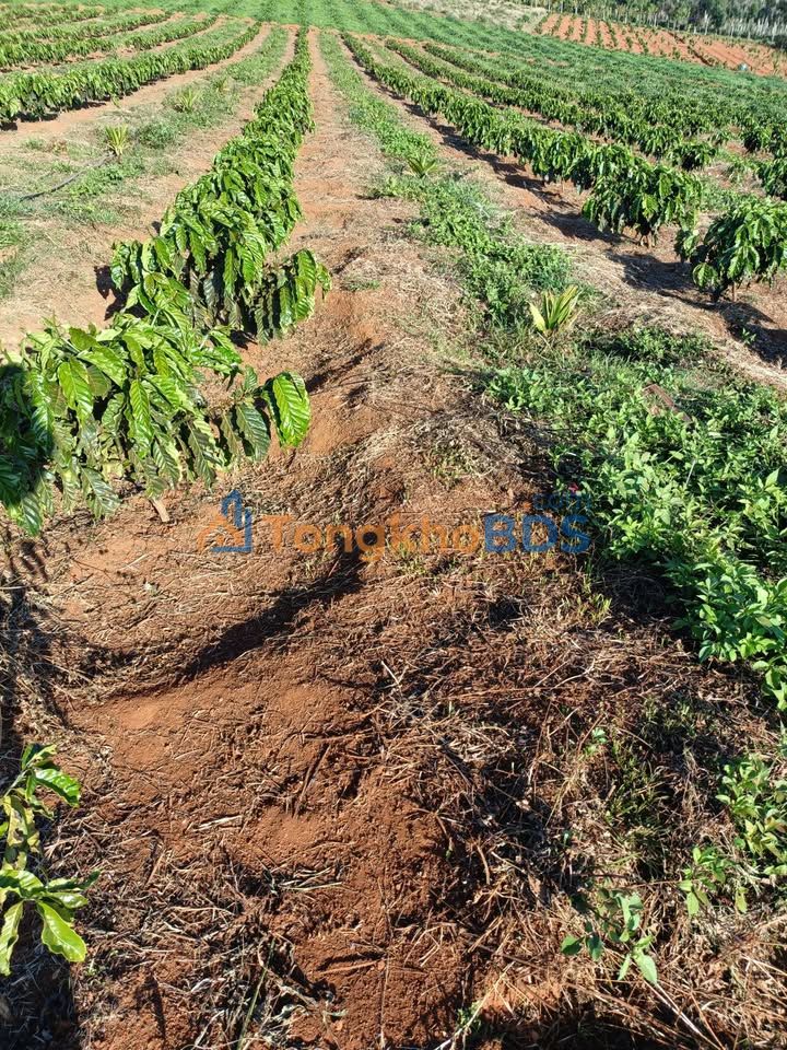 Farm 27.000m² Đắk Nông - Vườn Chanh Dây & Cà Phê Giá 4.2 Tỷ