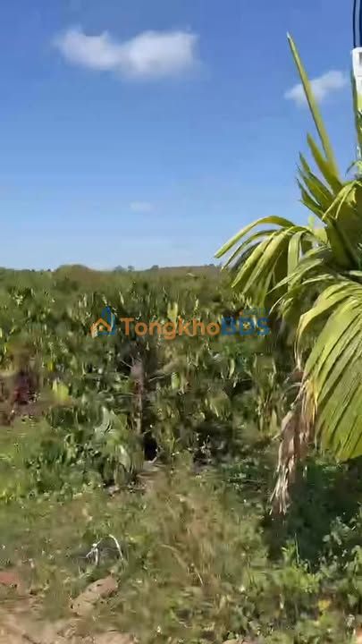 Đất Thổ Cư 312m² Nam Đàn, Nghệ An - Sổ Hồng Riêng, Giá 470 Triệu