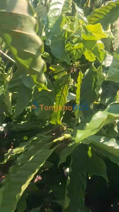 Rẫy Đắk R'La Đắk Mil 3.600m² thỏa thuận - Tiềm năng tăng giá