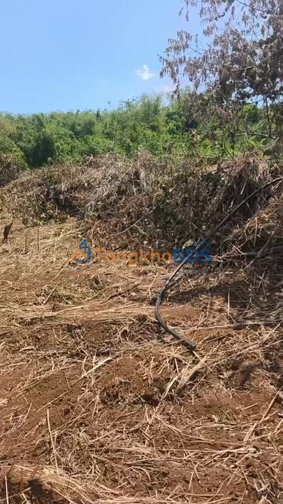 Đất nền Đắk Ngo Tuy Đức 3,3ha 950 triệu - Tiềm năng tăng giá