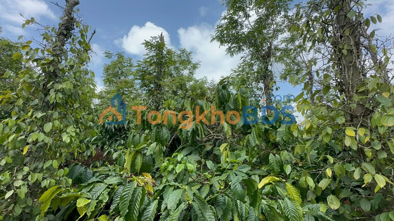 Đất vườn Đắk N'Dung Đắk Song 1 ha 2.3 tỷ - Sinh thái xanh