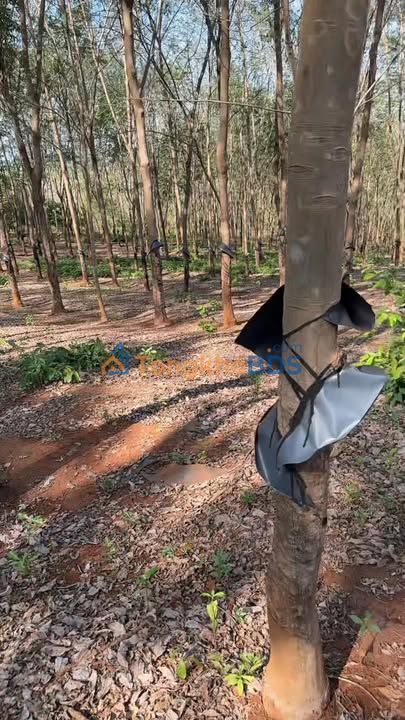 Bán Gấp Đất Vườn 2.3ha Gia Lai - Pháp Lý Rõ Ràng, Sẵn Sàng Đầu Tư