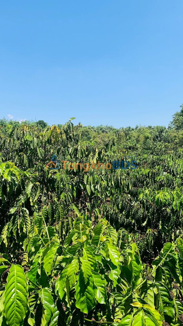 Đất Thuận Hà Đắk Song 3.348m² 2.7 tỷ - Sổ đỏ chính chủ