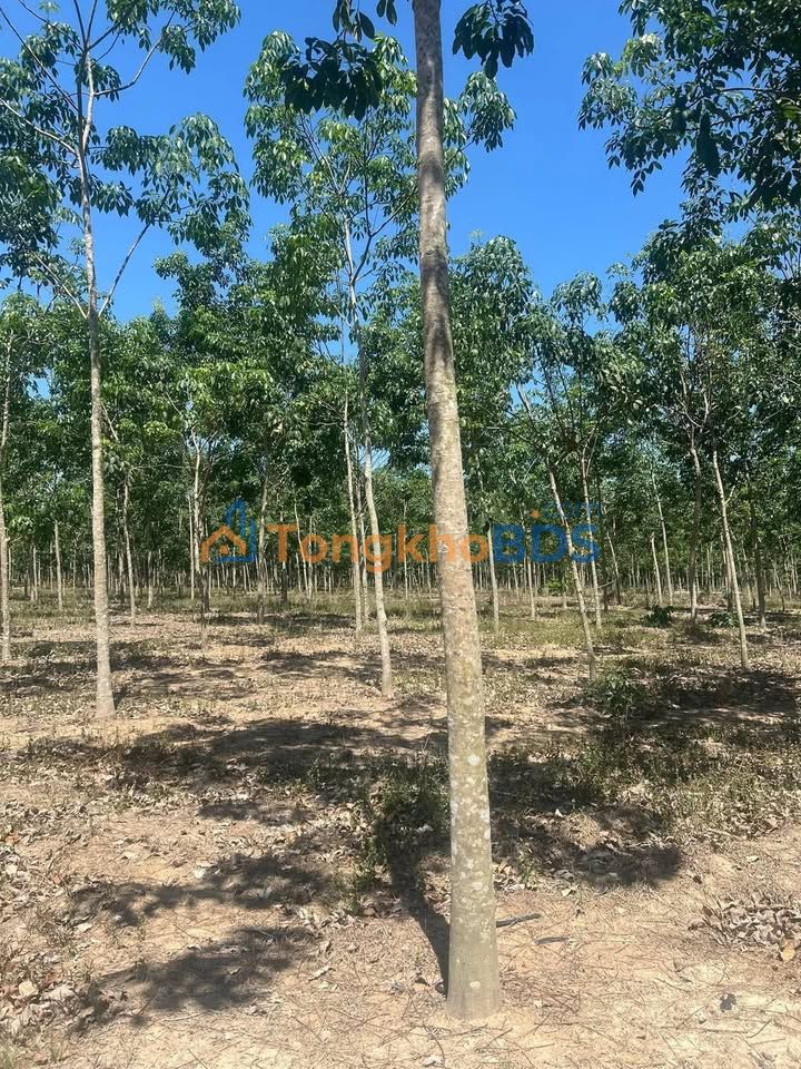 Bán Đất Farm 2ha Sổ Đỏ Lâu Năm, Huyện Tánh Linh - Giá Thỏa Thuận