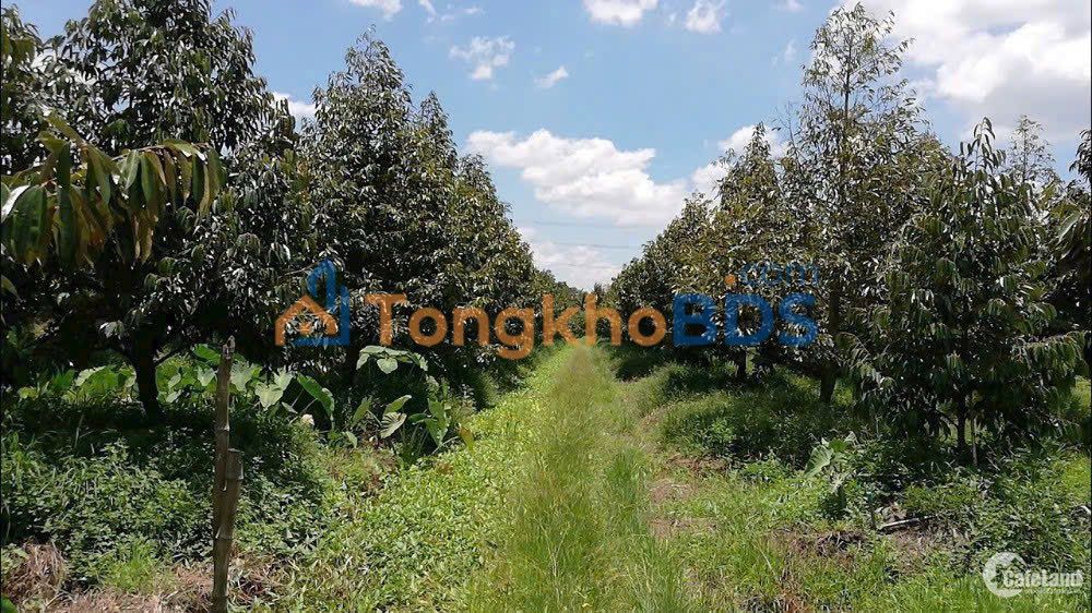 Farm Nhơn Ái Phong Điền 5.389m² 5.5 tỷ - Sổ đỏ chính chủ