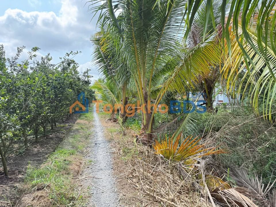 Đất Bình Ninh Tam Bình 4.485m² 1.4352 tỷ - Sổ đỏ chính chủ