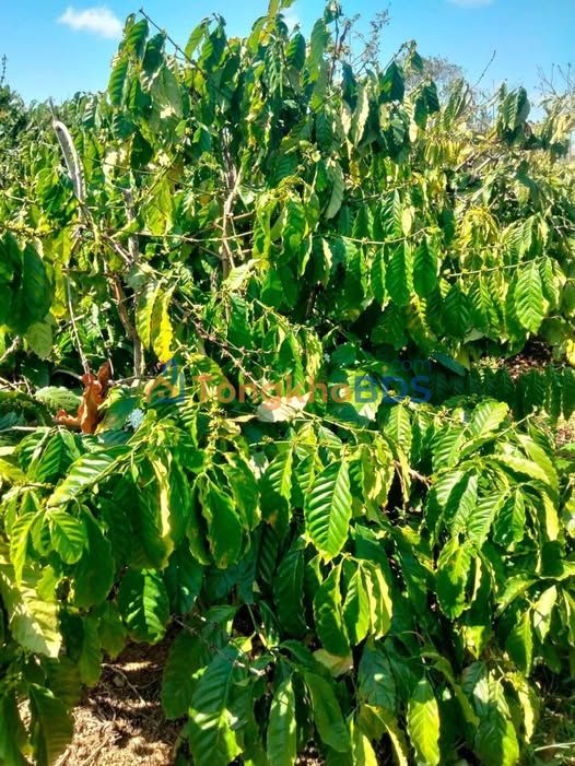 Bán gấp 1.8ha đất đỏ Buôn Ma Thuột - Vườn cà phê trĩu quả, sẵn sàng khai thác