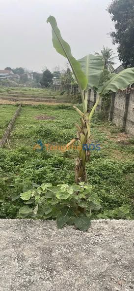 Đất nền Tam Sơn, Phú Thọ - 131m² gần QL 307, giá 8xx triệu