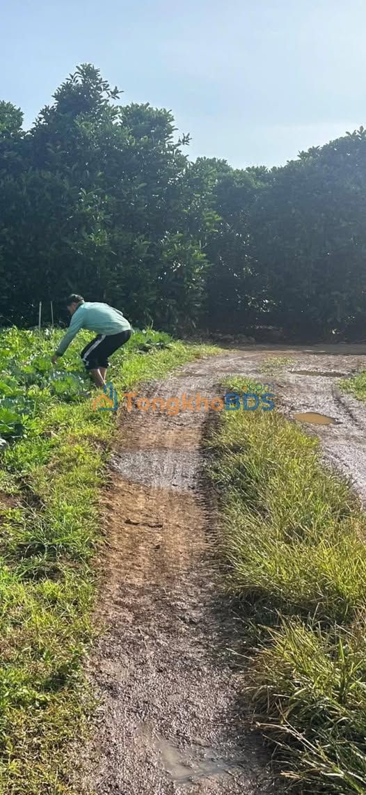 Đất Vườn Tân Hội - Đức Trọng 551m² Sổ Vuông Giá 700 Triệu