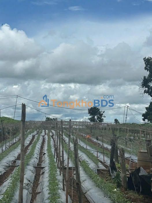 Đất Thổ Cư 2939m² Trung Tâm Liên Nghĩa - Đức Trọng - Sẵn Dòng Tiền