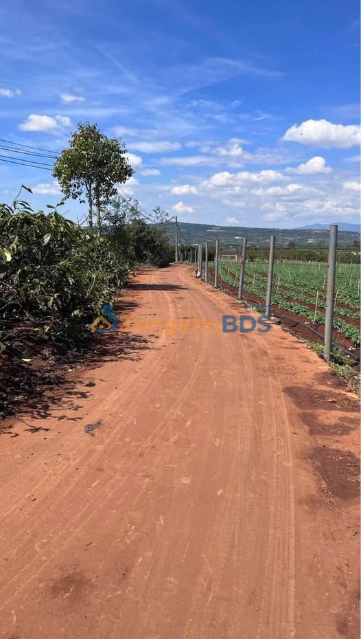 Đất F0 Tân Hội, Đức Trọng - 145m² Sổ Hồng Full Thổ Cư - Giá 450 Triệu