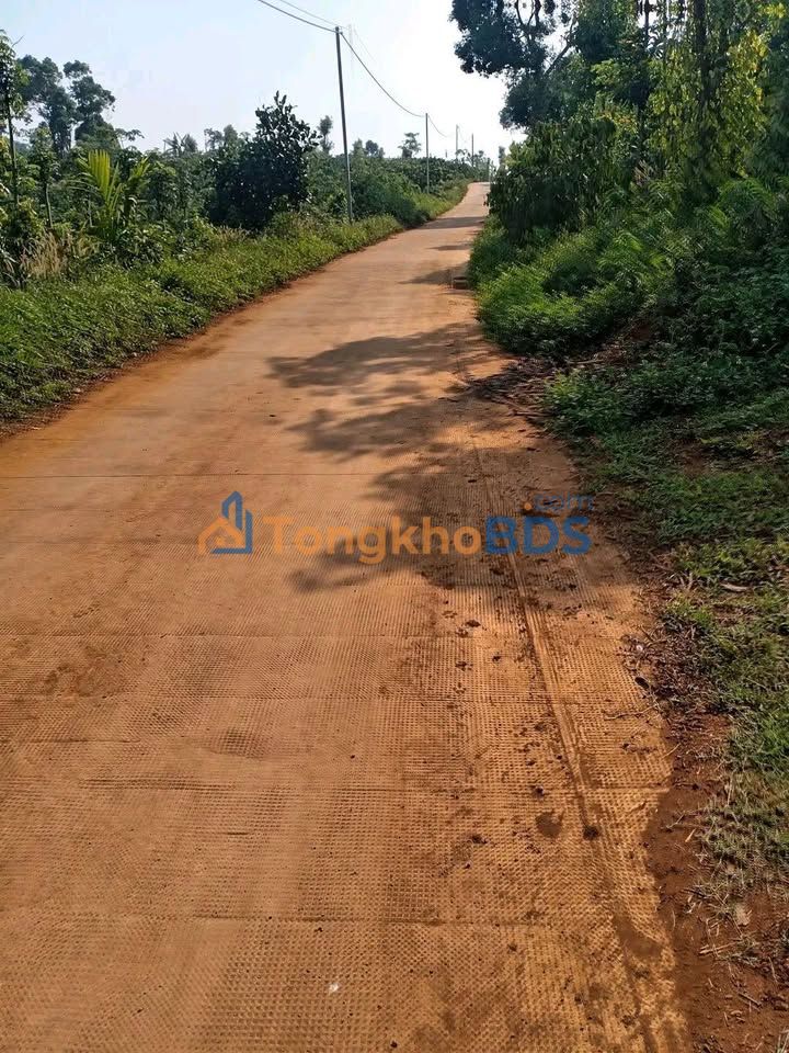 Bán Gấp 1ha Rẫy Đức Minh Đắk Nông - Mặt Tiền 70m Đường Bê Tông, Sẵn Sàng Kinh Doanh