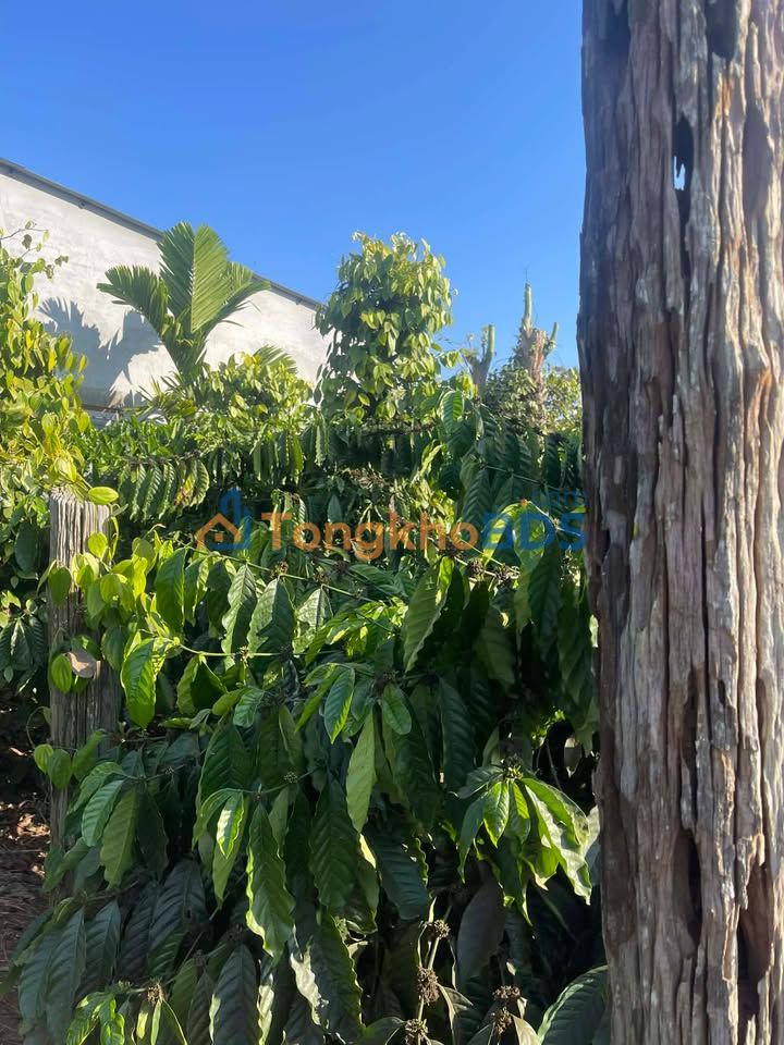 Farm Thuận An Đắk Mil 1.3 tỷ - Sổ đỏ chính chủ