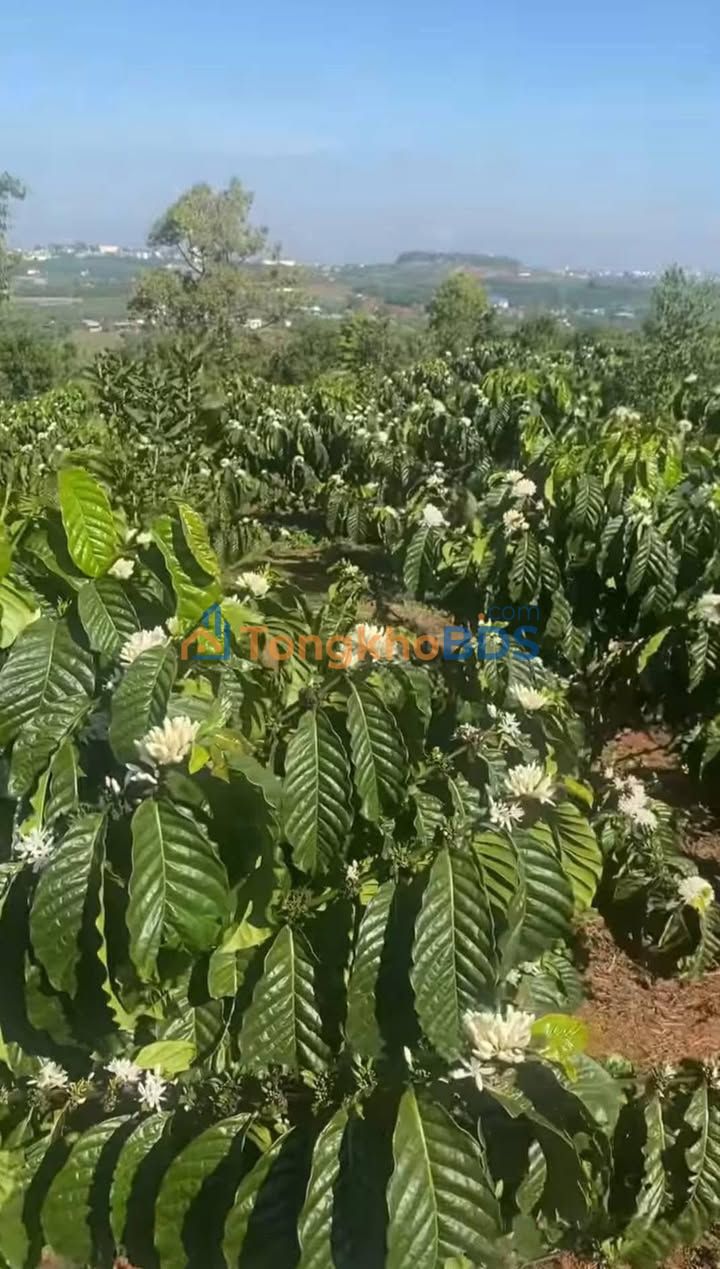 Đất vườn Tân Đức Lâm Hà 1.368m² 1,3 tỷ - Sinh thái xanh