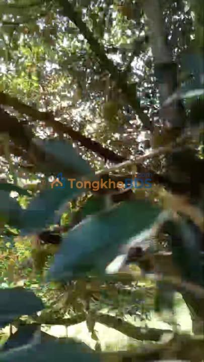 Farm Tân Phước Khánh 5.700m² 3.3 tỷ - Tiềm năng tăng giá