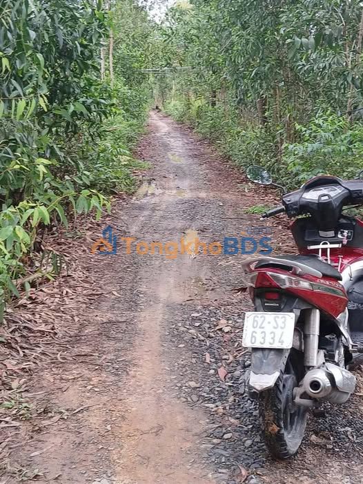 Bán Đất Vườn Mặt Tiền Bờ Đê Lớn Long An 12.500m² - Giá 5.79 Tỷ