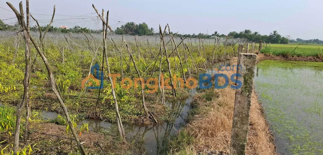 Bán Gấp Đất Vườn 7200m² Trồng Dừa Tại Tân Khánh, TP. Tân An - Giá 1 Tỷ