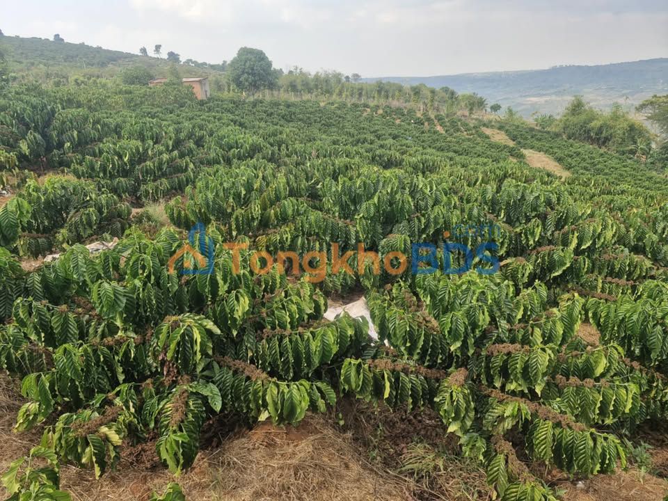 Bán 7.4 Sào Đất Đỏ Vườn Cà Phê Giống Mới Đức Trọng - 4.2 Tỷ TL