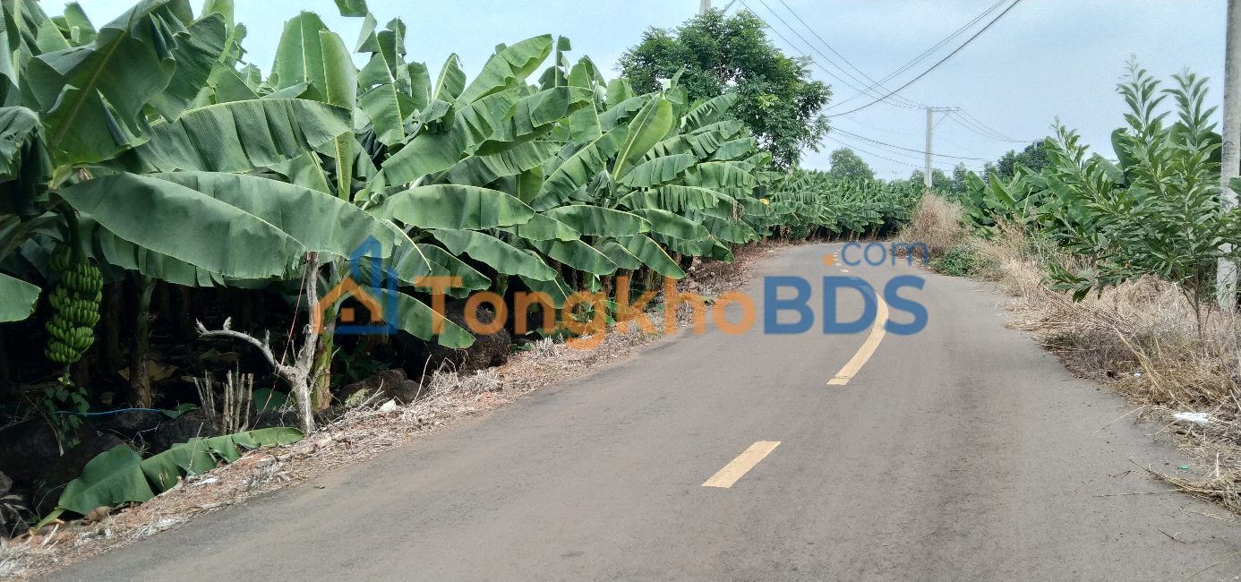 Đất vườn Long Thành 3ha mặt tiền nhựa - An yên tĩnh lặng