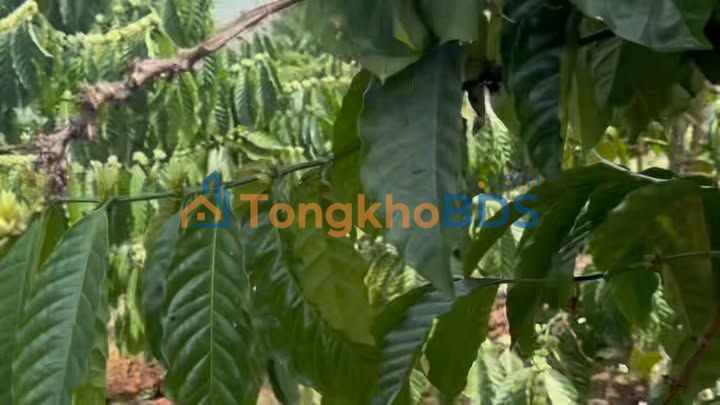 Bán Đất Phúc Thọ 6600m² Sổ Hồng Thổ Cư - Giá 950 Triệu