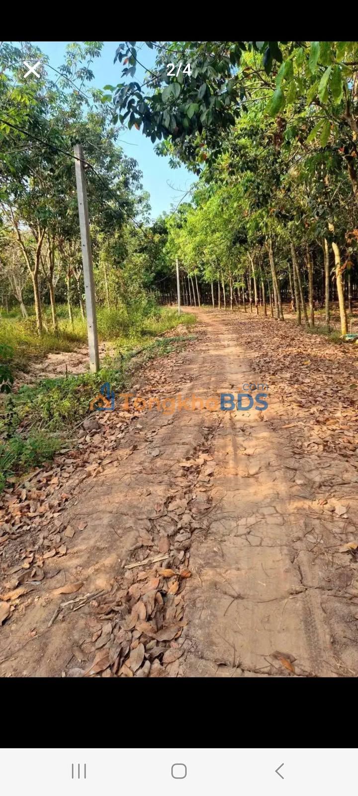 Đất vườn Phước Vinh 18.000m² 2 tỷ - Sổ hồng rõ ràng