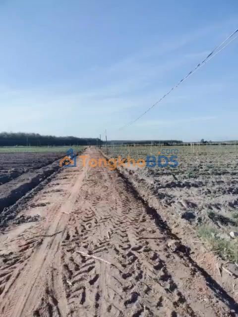 Đất nền Tân Hội Tân Châu 1064m² 175 triệu - Sổ đỏ riêng