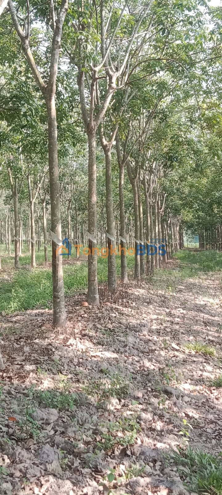 Đất Nền Gò Dầu, Tây Ninh 17.200m² - Pháp lý Sổ Hồng, Sẵn Sàng Đầu Tư