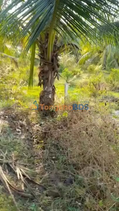 Đất nền Phan Dương Minh Châu 420m² - Sổ đỏ chính chủ