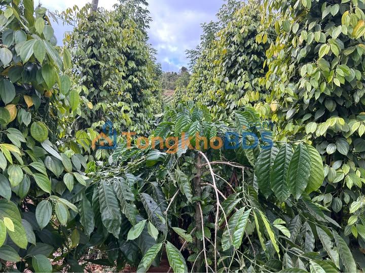 Bán Gấp Farm 10.000m² Đắk Mil - Vườn Tiêu & Cafe, Ôm Trọn Đập Lớn