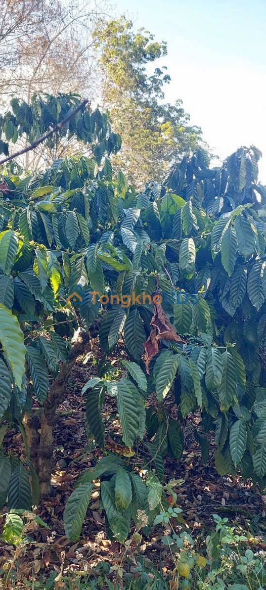 Đất Vườn Hà Mòn 7000m² - Ngay Hồ, Giá Tốt Dưới 1 Tỷ