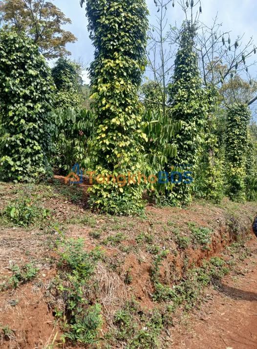 Bán Gấp Trang Trại 14.000m² Đắk Mil - Tiềm Năng Sinh Lời Cao