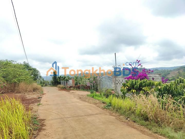 Đất Vàng Đắk Mil - 3960m² Mặt Tiền Đường Bê Tông, Sổ Hồng Sẵn Sàng