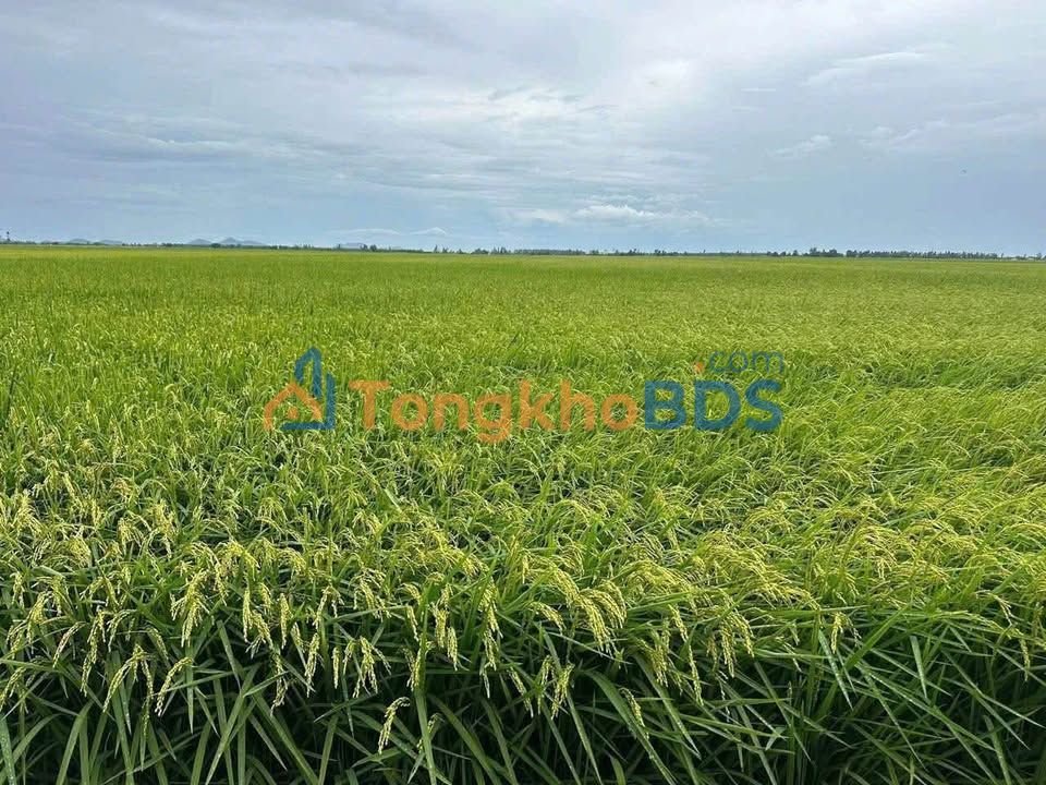 Đất nền xã Hòa Điền Kiên Lương 50000m² giá thỏa thuận - Pháp lý rõ ràng