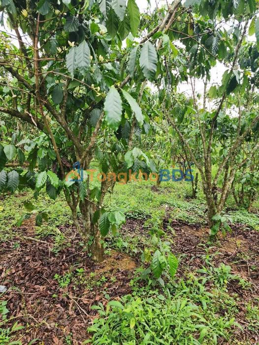 Đất Thôn 2 Lộc Sơn Bảo Lộc 1080m² 2 tỷ - Ôtô vào