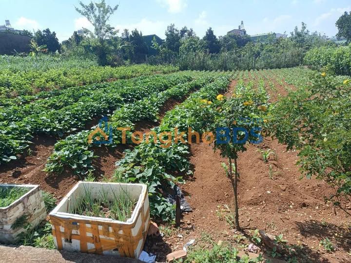 Đất nền Lý Thái Tổ Bảo Lộc 159m² 1.35 tỷ - Sổ đỏ chính chủ