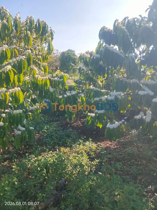 Đất Vườn Lâm Hà 14400m² - Sổ Đỏ Rõ Ràng - Giá 1.85 Tỷ