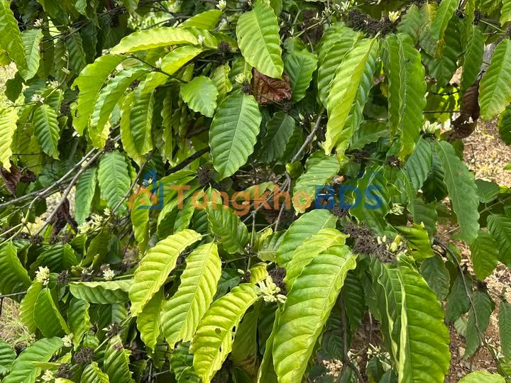 Đất vườn Đắk Drô Krông Nô 2880m² 800 triệu - Đầu tư dài hạn